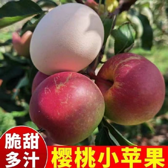 岑溪版小苹果广西小苹果老师-第2张图片-太平洋在线下载